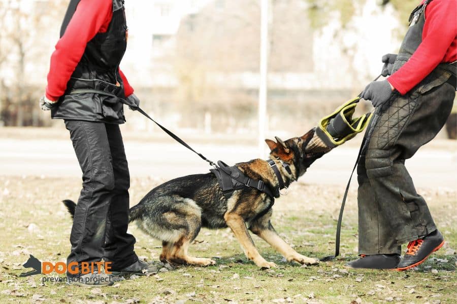 Live Dogs training ses